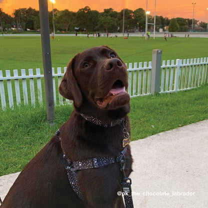 Jackson RNT No-Pull Training Harness - Jackson