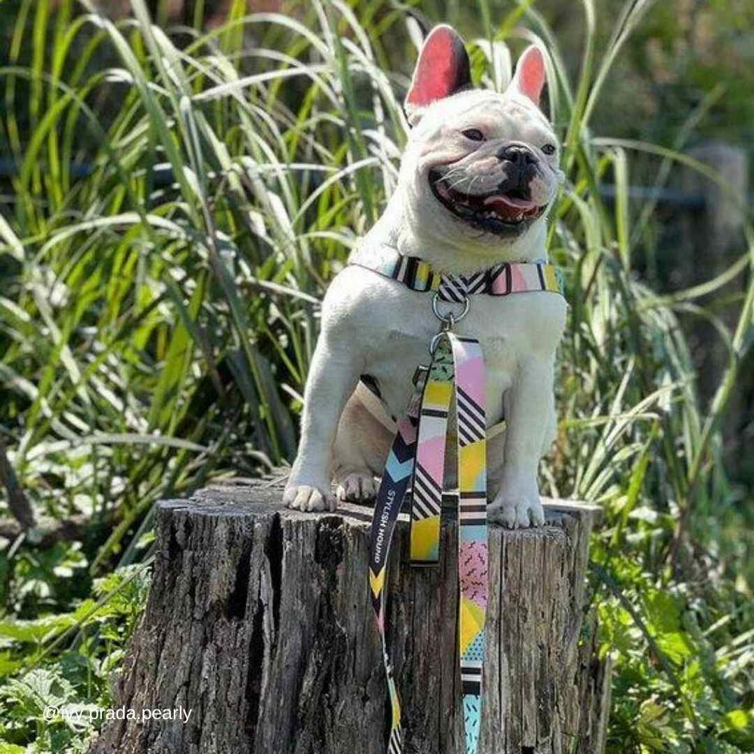 Best French Bulldog Harness, 5 Awesome Harness Types